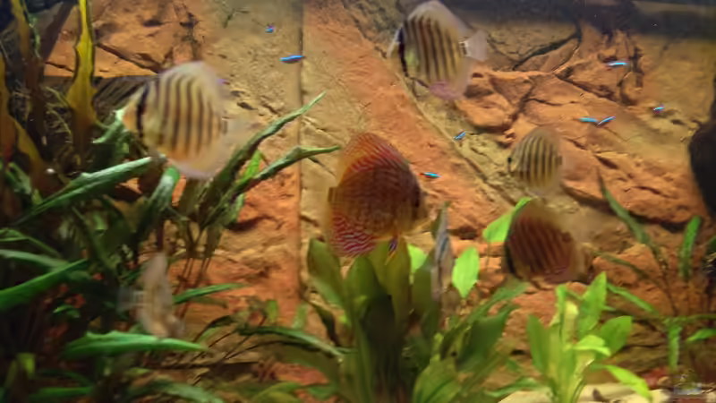 Besatz im Aquarium Fluss Ufer (Nur noch als Beispiel) von Kai Heermann (22)