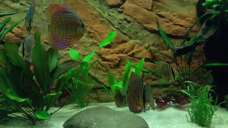 Besatz im Aquarium Fluss Ufer (Nur noch als Beispiel) von Kai Heermann (23)