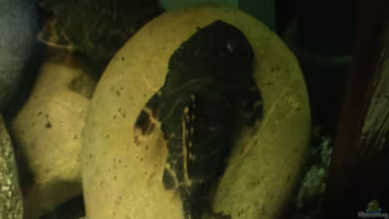 Besatz im Aquarium Fluss Ufer (Nur noch als Beispiel) von Kai Heermann (26)