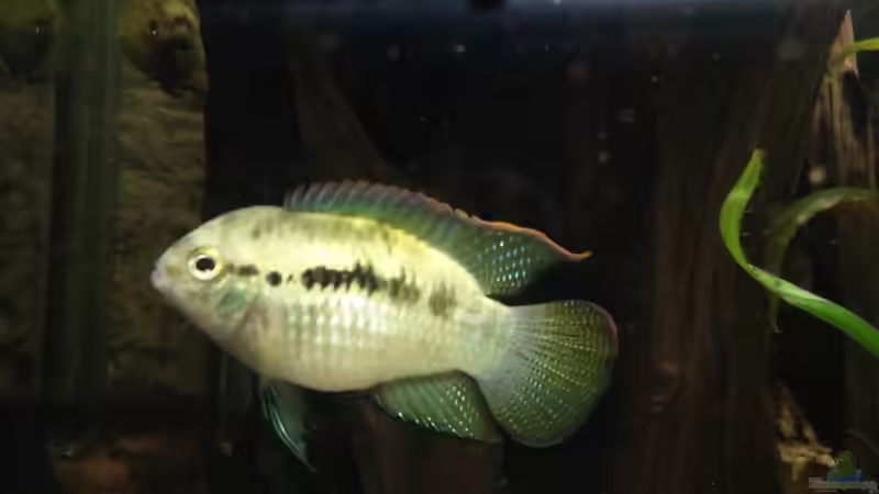 Besatz im Aquarium Fluss Ufer (Nur noch als Beispiel) von Kai Heermann (27)