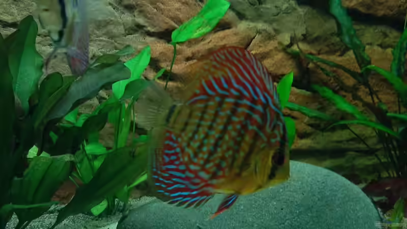 Besatz im Aquarium Fluss Ufer (Nur noch als Beispiel) von Kai Heermann (28)