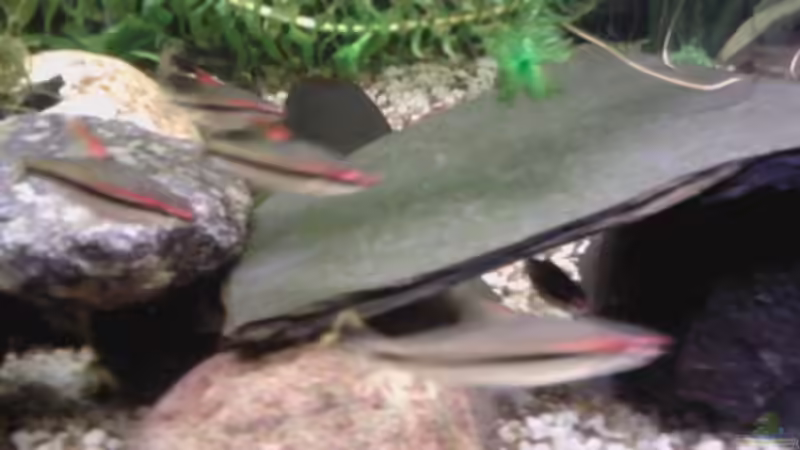 Besatz im Aquarium Flussbecken/Strömungsbecken - 300Liter von Gin (12)