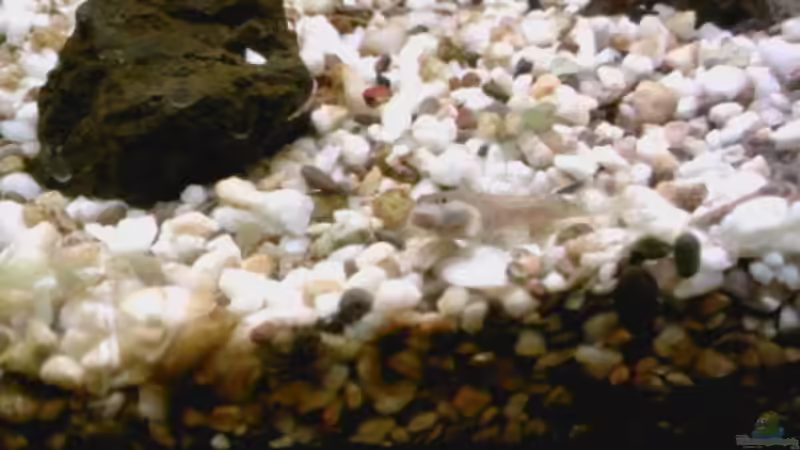 Besatz im Aquarium Flussbecken/Strömungsbecken - 300Liter von Gin (13)