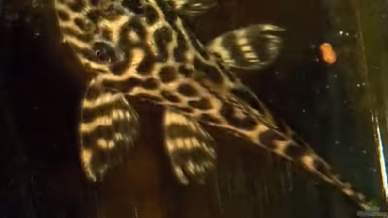 Besatz im Aquarium Flusslauf  Nur noch als Bsp. von Benjamin Hamann (13)