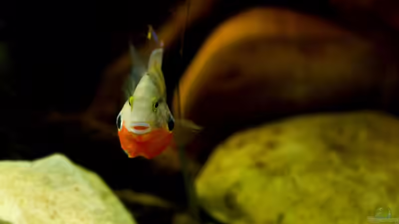 Besatz im Aquarium Flusslauf  Nur noch als Bsp. von Benjamin Hamann (14)