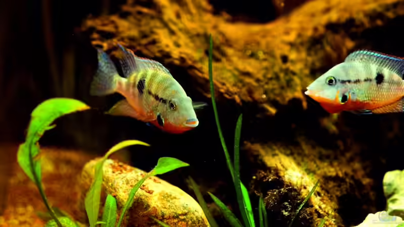 Besatz im Aquarium Flusslauf  Nur noch als Bsp. von Benjamin Hamann (18)