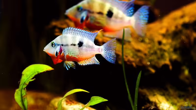 Besatz im Aquarium Flusslauf  Nur noch als Bsp. von Benjamin Hamann (19)