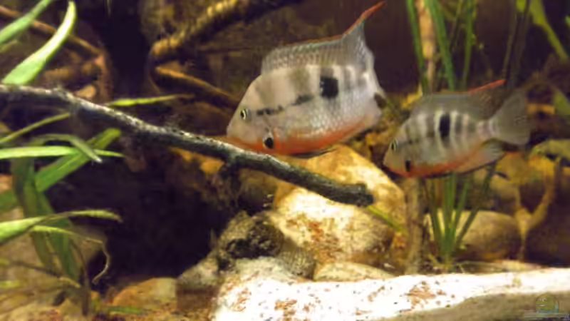 Besatz im Aquarium Flusslauf  Nur noch als Bsp. von Benjamin Hamann (23)