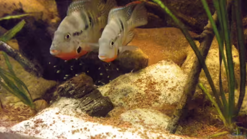 Besatz im Aquarium Flusslauf  Nur noch als Bsp. von Benjamin Hamann (28)