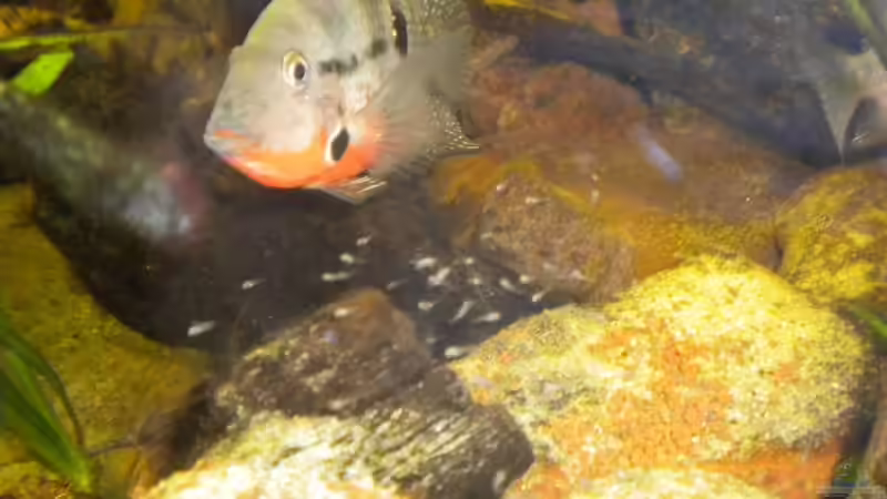 Besatz im Aquarium Flusslauf  Nur noch als Bsp. von Benjamin Hamann (29)