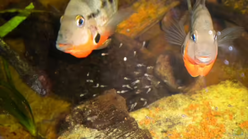 Besatz im Aquarium Flusslauf  Nur noch als Bsp. von Benjamin Hamann (30)