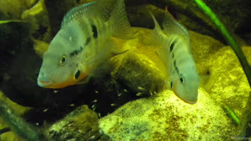 Besatz im Aquarium Flusslauf  Nur noch als Bsp. von Benjamin Hamann (32)