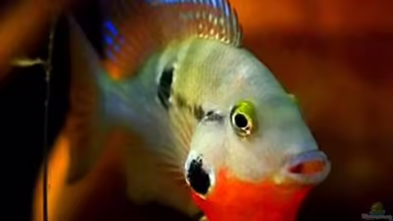 Besatz im Aquarium Flusslauf  Nur noch als Bsp. von Benjamin Hamann (34)