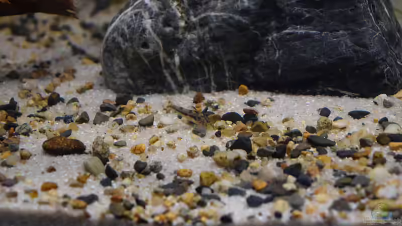 Besatz im Aquarium Flussufer des Riacho dos Macacos von Junglist (53)