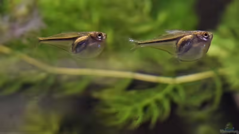 Besatz im Aquarium Flussufer des Riacho dos Macacos von Junglist (58)