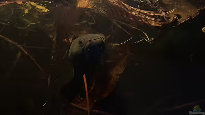 Besatz im Aquarium Flussufer für Channa sp. Laos Fireback von Jaenu00 (13)