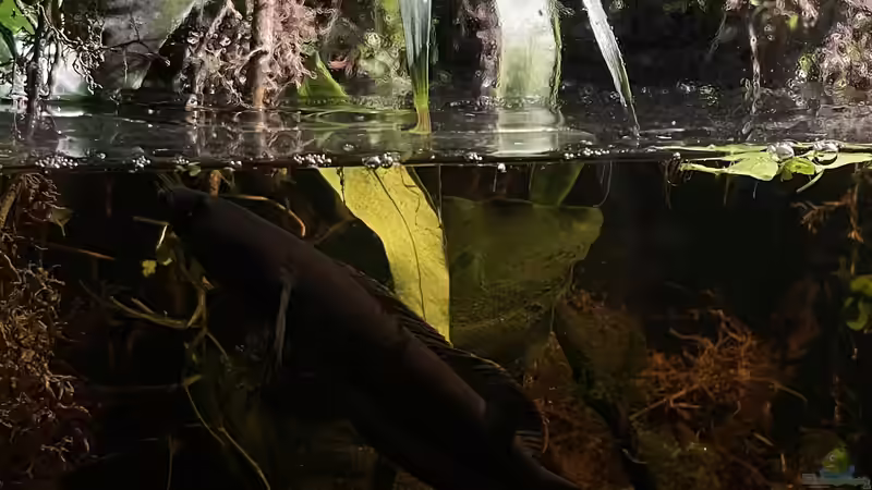 Besatz im Aquarium Flussufer für Channa sp. Laos Fireback von Jaenu00 (14)