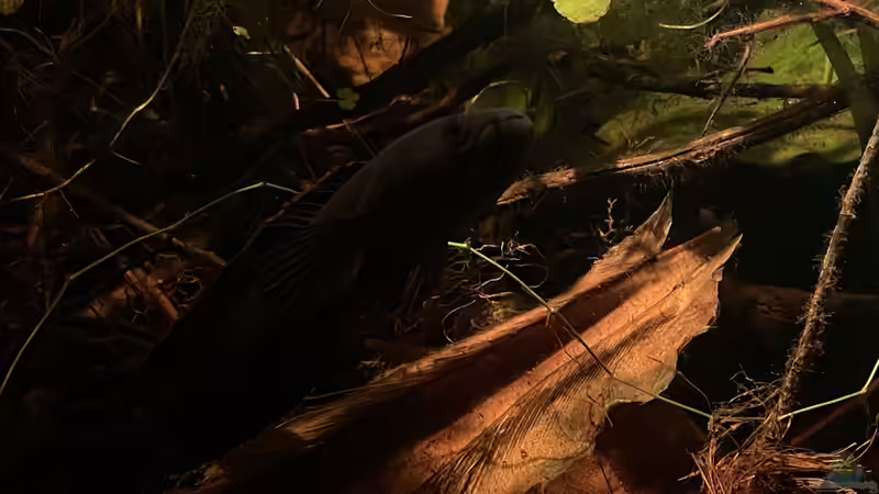 Besatz im Aquarium Flussufer für Channa sp. Laos Fireback von Jaenu00 (15)