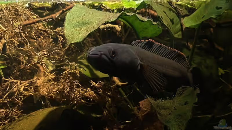 Besatz im Aquarium Flussufer für Channa sp. Laos Fireback von Jaenu00 (15)