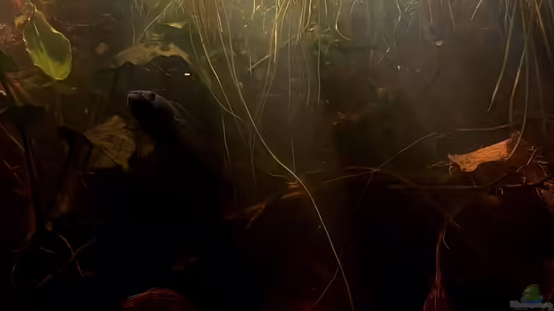 Besatz im Aquarium Flussufer für Channa sp. Laos Fireback von Jaenu00 (16)