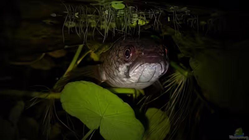 Besatz im Aquarium Flussufer für Channa sp. Laos Fireback von Jaenu00 (21)