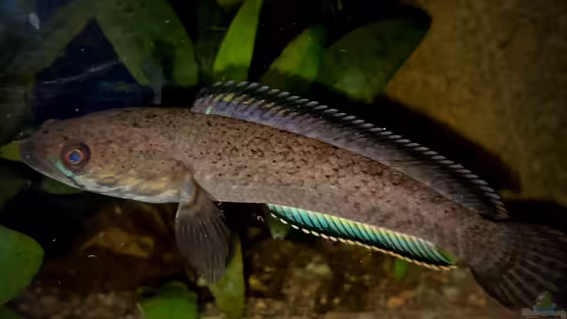 Besatz im Aquarium Flussufer für Channa sp. Laos Fireback von Jaenu00 (22)