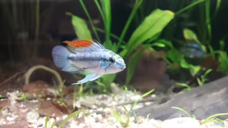 Besatz im Aquarium Flussufer im Amazonasgebiet von Fichte (10)