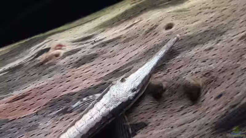 Besatz im Aquarium Flussufer im Amazonasgebiet von Fichte (12)