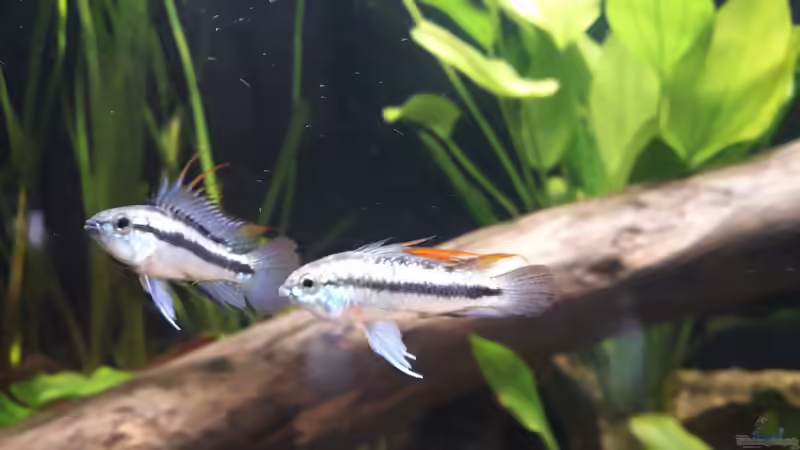 Besatz im Aquarium Flussufer im Amazonasgebiet von Fichte (15)