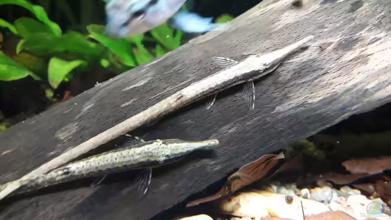 Besatz im Aquarium Flussufer im Amazonasgebiet von Fichte (16)