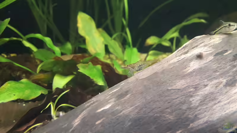 Besatz im Aquarium Flussufer im Amazonasgebiet von Fichte (17)