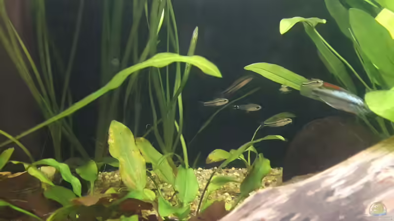 Besatz im Aquarium Flussufer im Amazonasgebiet von Fichte (18)