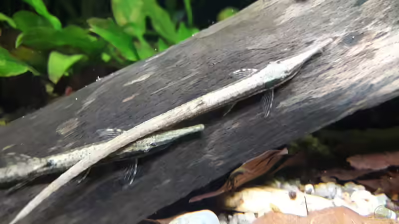 Besatz im Aquarium Flussufer im Amazonasgebiet von Fichte (19)