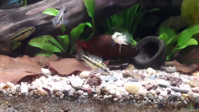 Besatz im Aquarium Flussufer im Amazonasgebiet von Fichte (20)