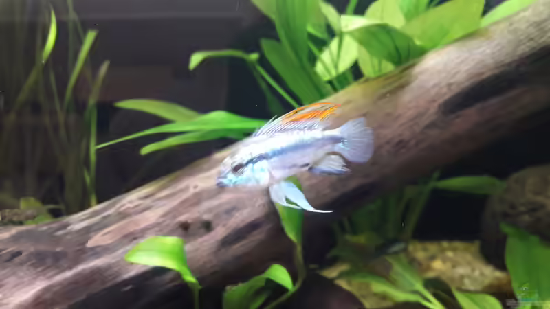 Besatz im Aquarium Flussufer im Amazonasgebiet von Fichte (7)