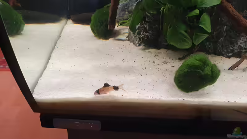 Besatz im Aquarium Fluval Aquascaping von Eugenio Bravo (7)