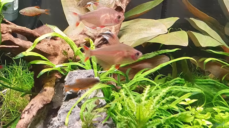 Besatz im Aquarium Fluval Aquascaping von Eugenio Bravo (8)