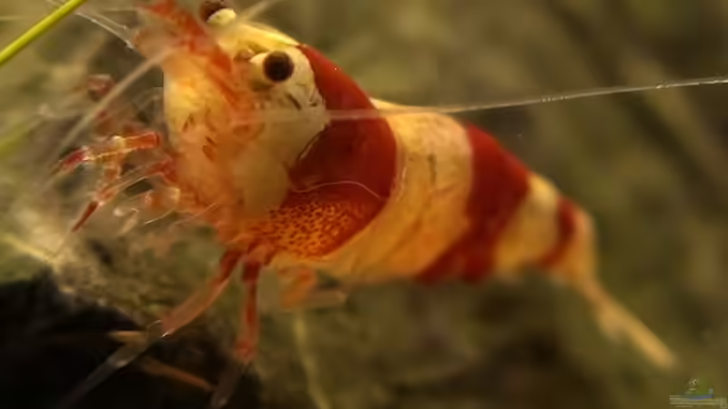 Besatz im Aquarium Fluval Edge (7er Spot) von Maik A. (25)