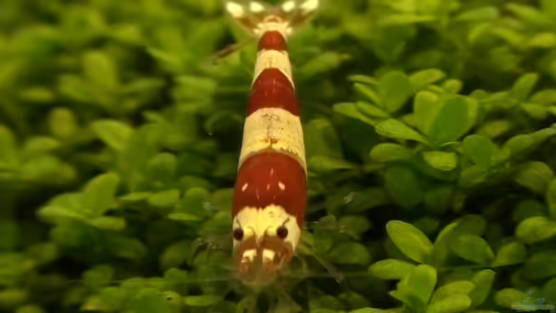 Besatz im Aquarium Fluval Edge (7er Spot) von Maik A. (28)