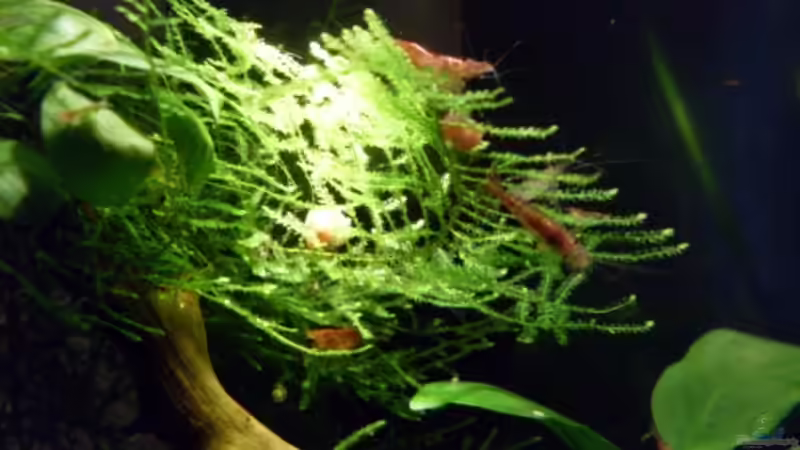 Besatz im Aquarium Fluval Edge von steffen9 (4)