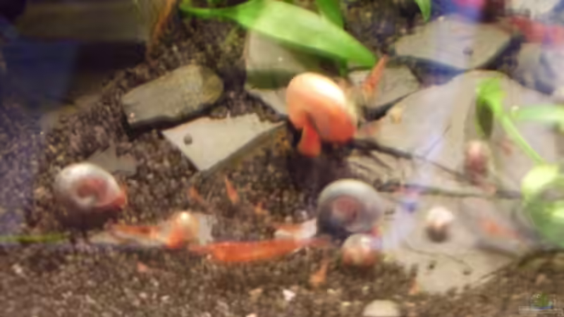 Besatz im Aquarium Fluval Edge von steffen9 (5)