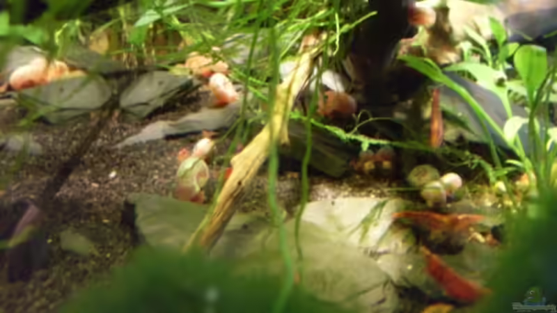 Besatz im Aquarium Fluval Edge von steffen9 (6)