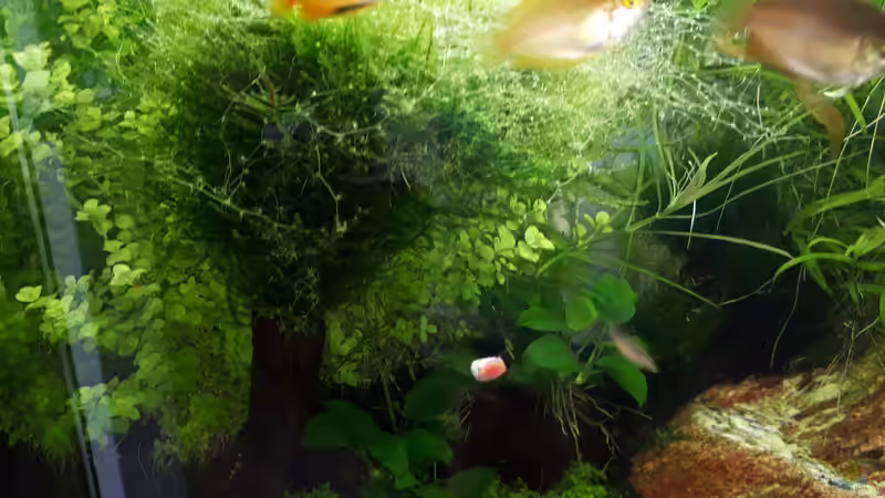 Besatz im Aquarium Fluval F60 von Frank Klenk (6)