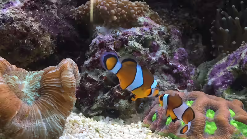 Besatz im Aquarium Fluval M90 von Embasch (17)