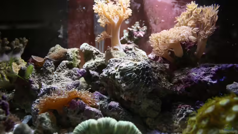 Besatz im Aquarium Fluval Nanoriff von Stalker (7)
