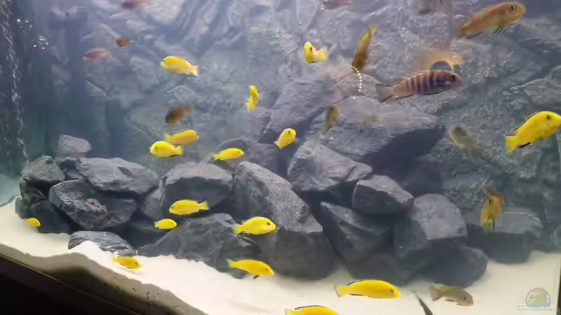 Besatz im Aquarium Fluval profile 1000 von Karaoglan Karaoglan (3)