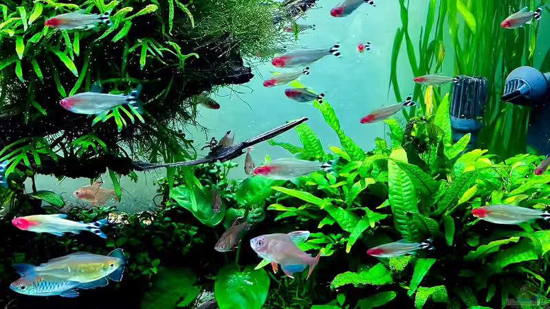 Besatz im Aquarium Fluval Profile 1500 Kundenaquarium von Fredo Fuss (7)