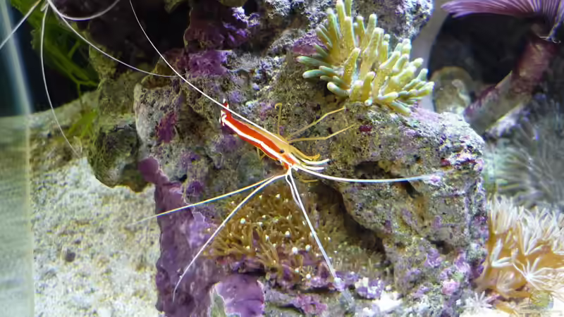 Besatz im Aquarium Fluval Reef M40 von Red ( Jürgen ) (31)