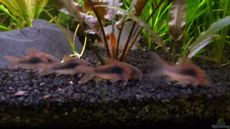 Besatz im Aquarium Fluval Roma von aqua rist (6)