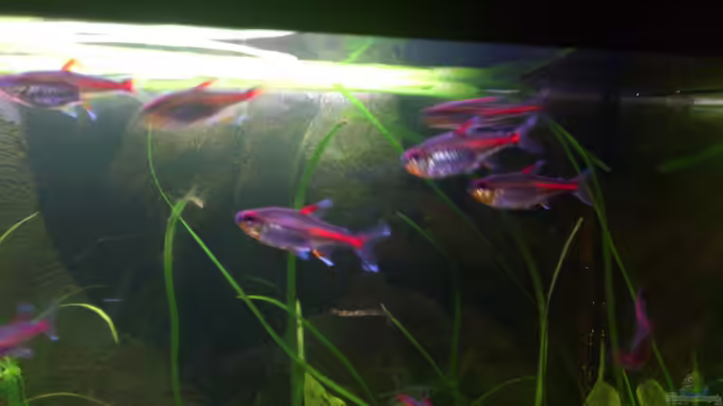 Besatz im Aquarium Fluval Roma von aqua rist (7)